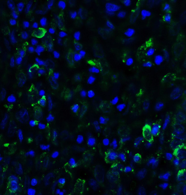 SMURF2 Antibody in Immunohistochemistry (Paraffin) (IHC (P))