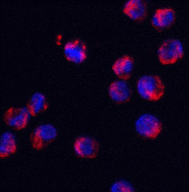 SRSF3 Antibody in Immunocytochemistry (ICC/IF)