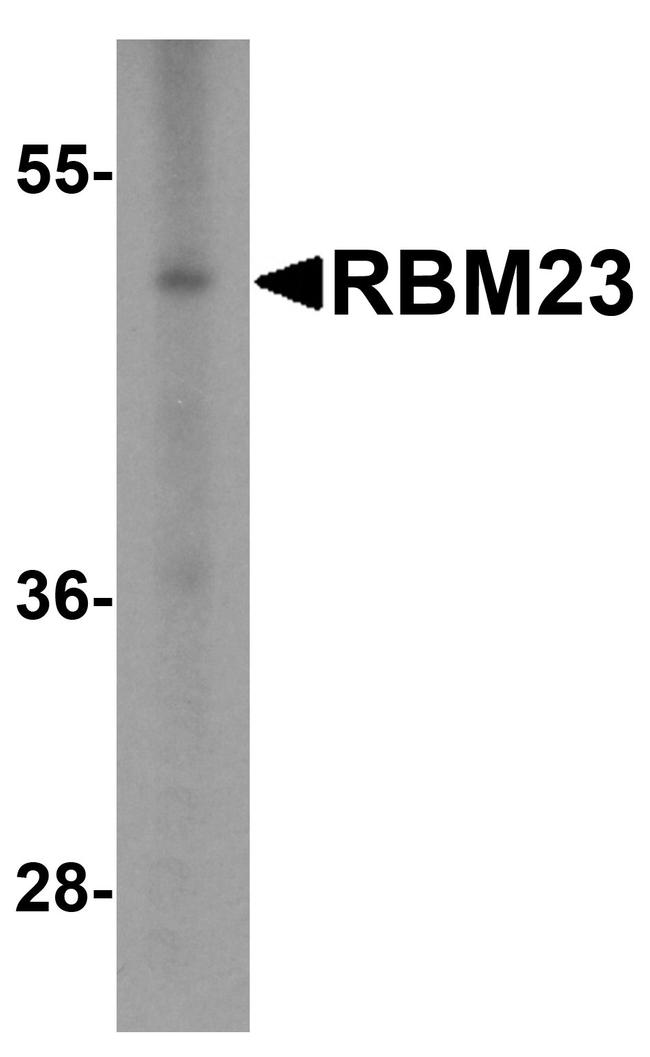 RBM23 Antibody in Western Blot (WB)