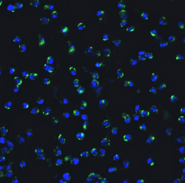 IRF7 Antibody in Immunocytochemistry (ICC/IF)