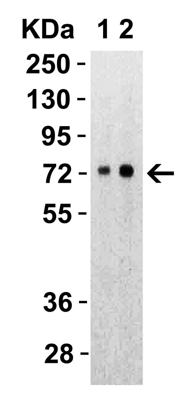 SARS-CoV-2 Spike Protein S2 Antibody in Western Blot (WB)