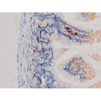 Phospho-Cdc25A (Ser76) Antibody in Immunohistochemistry (Paraffin) (IHC (P))