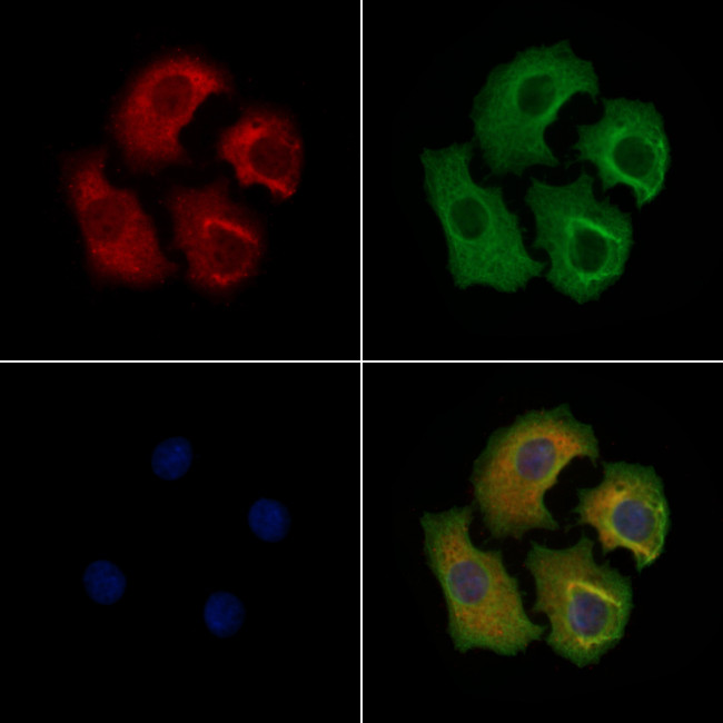 Phospho-EIF4B (Ser504) Antibody in Immunocytochemistry (ICC/IF)