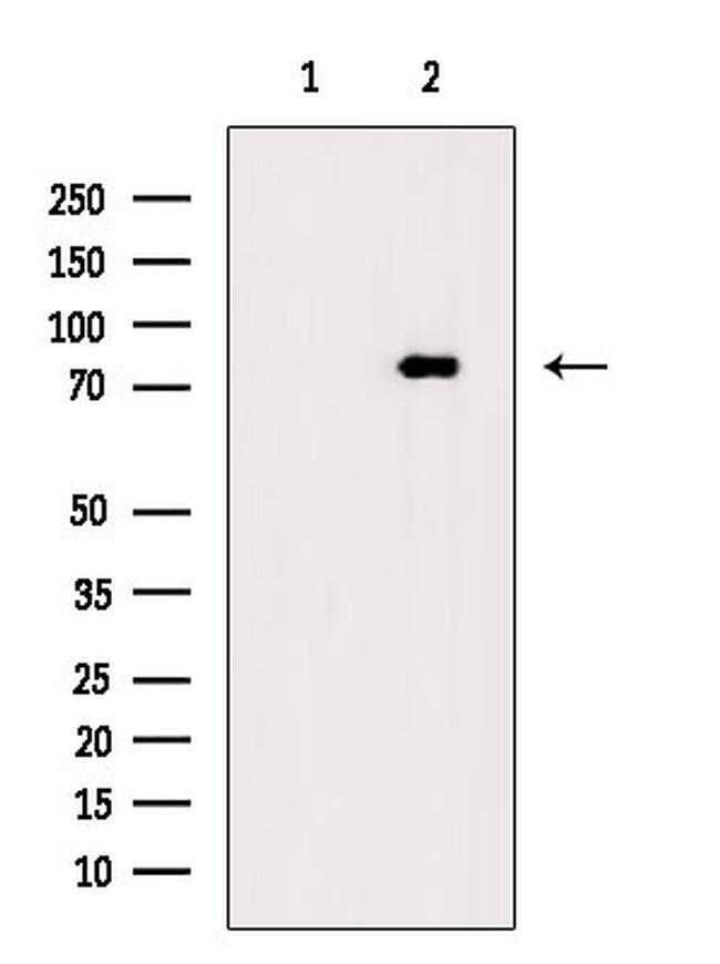 Phospho-EIF4B (Ser504) Antibody in Western Blot (WB)