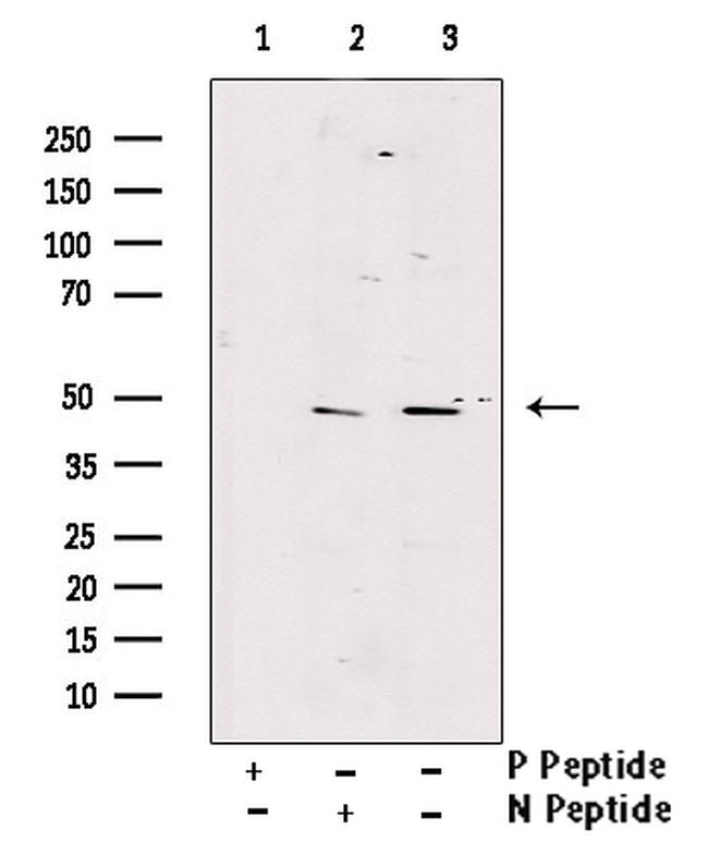 Phospho-GSK3B (Thr390) Antibody in Western Blot (WB)