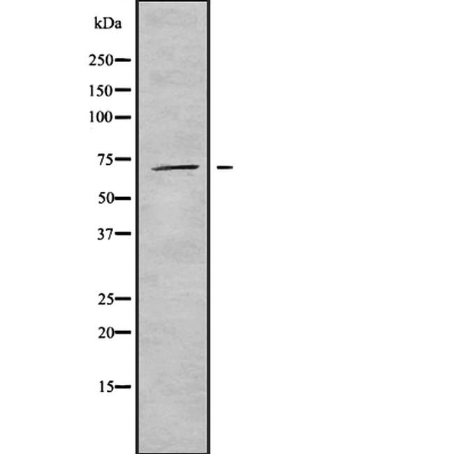 Phospho-WEE1 (Ser642) Antibody in Western Blot (WB)