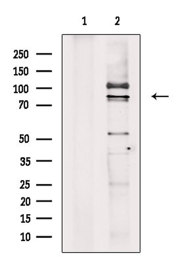 Cyclin T1 Antibody in Western Blot (WB)