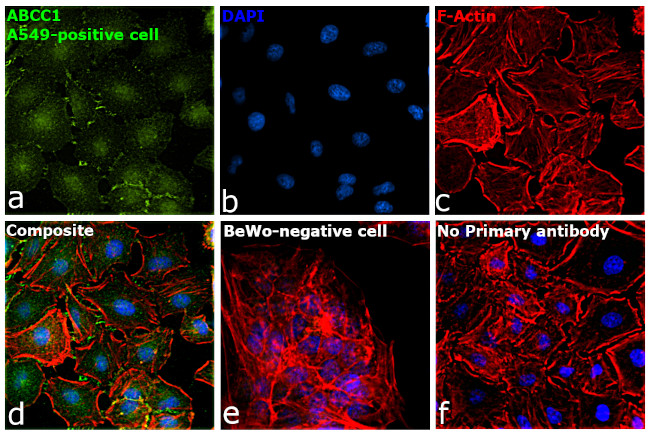 MRP1 Antibody in Immunocytochemistry (ICC/IF)