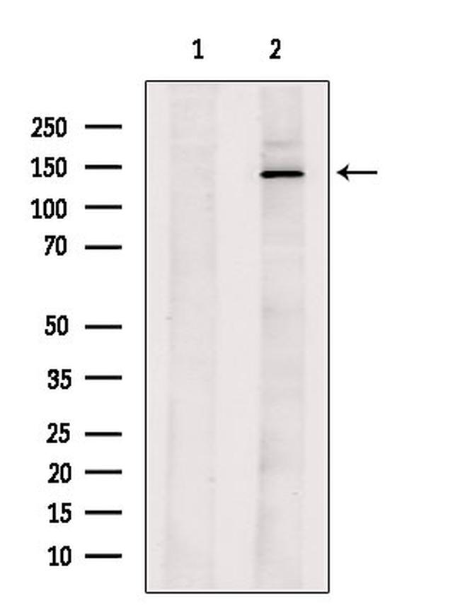 PMCA ATPase Antibody in Western Blot (WB)