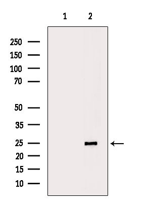 HP1 beta Antibody in Western Blot (WB)