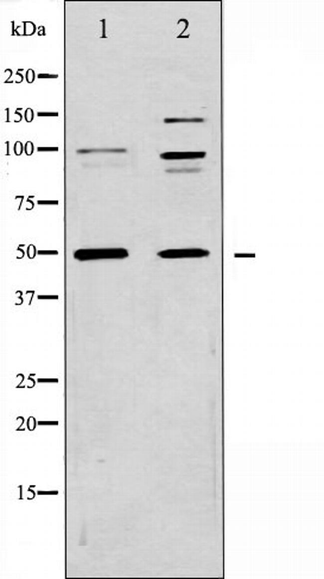 CD47 Antibody in Western Blot (WB)