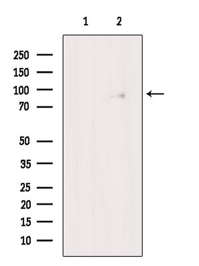 Cullin 3 Antibody in Western Blot (WB)