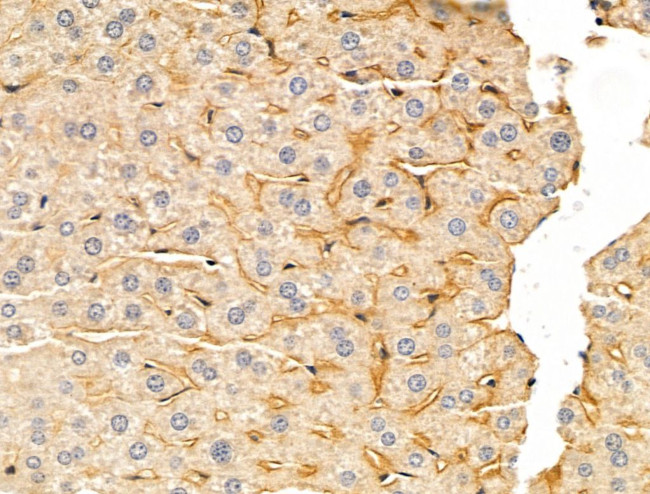 DERL2 Antibody in Immunohistochemistry (Paraffin) (IHC (P))