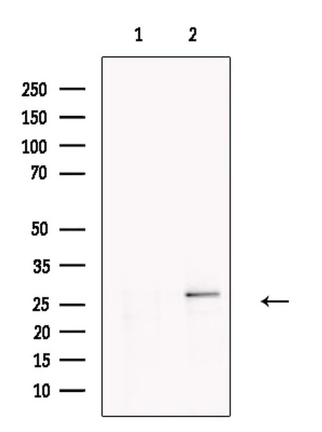 DERL2 Antibody in Western Blot (WB)