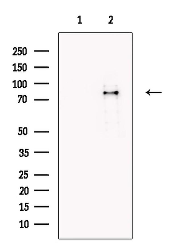ECM2 Antibody in Western Blot (WB)