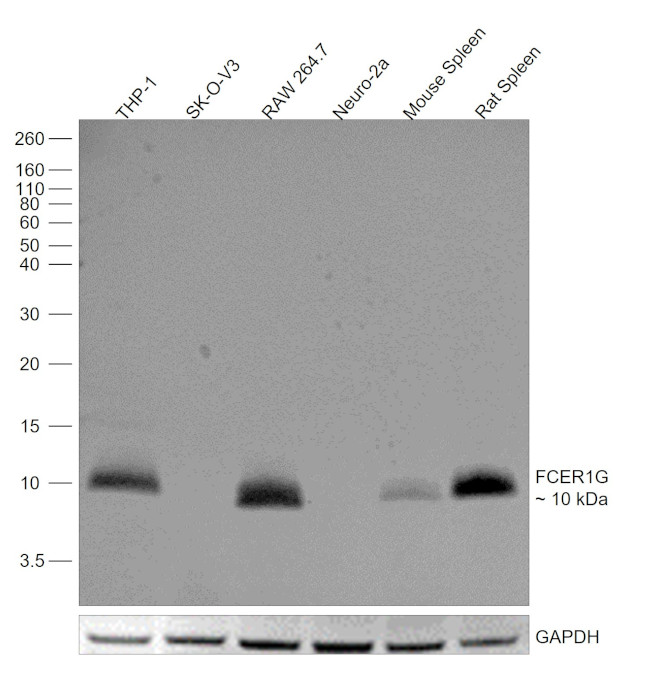 FCER1G Antibody