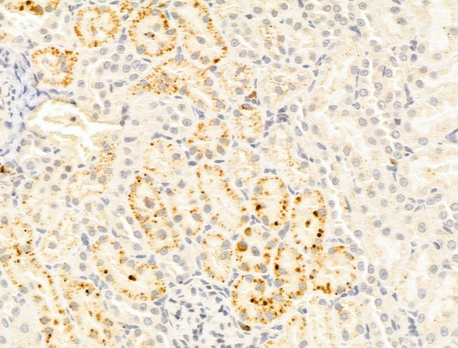 FUCA1 Antibody in Immunohistochemistry (Paraffin) (IHC (P))