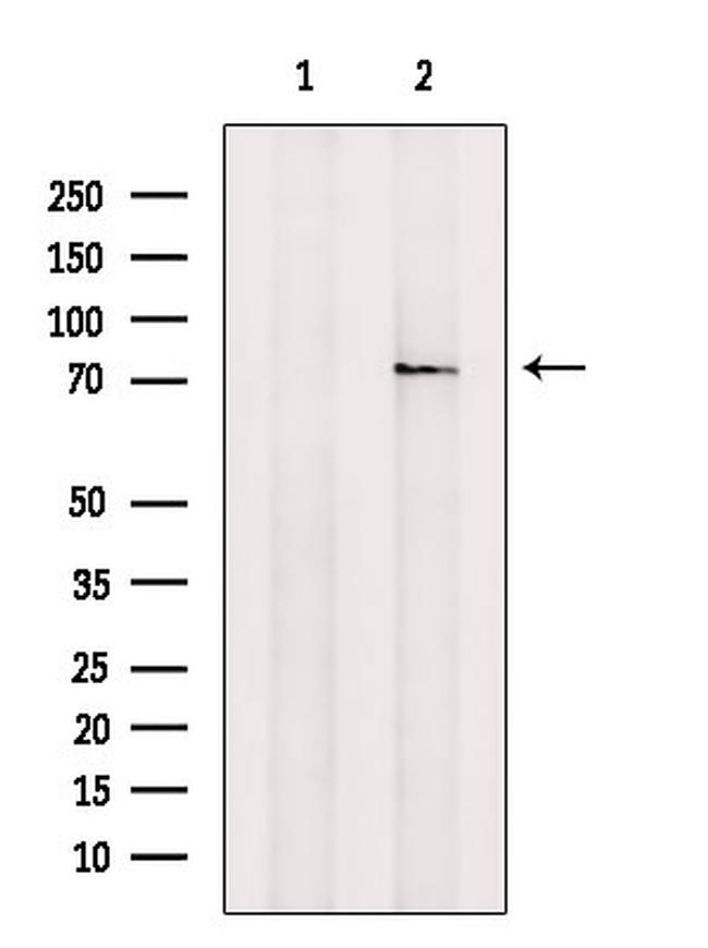 MSTN Antibody in Western Blot (WB)