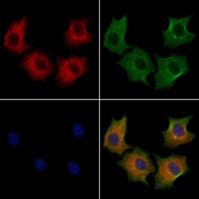 TXNL2 Antibody in Immunocytochemistry (ICC/IF)