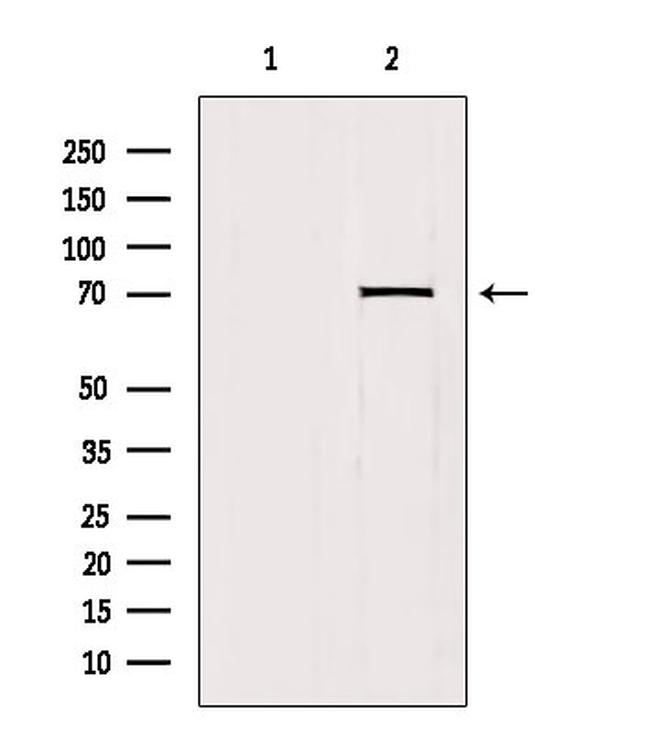 HKR1 Antibody in Western Blot (WB)