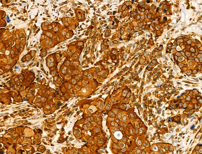 KV1.3 (KCNA3) Antibody in Immunohistochemistry (Paraffin) (IHC (P))