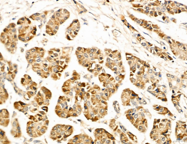 LPO Antibody in Immunohistochemistry (Paraffin) (IHC (P))