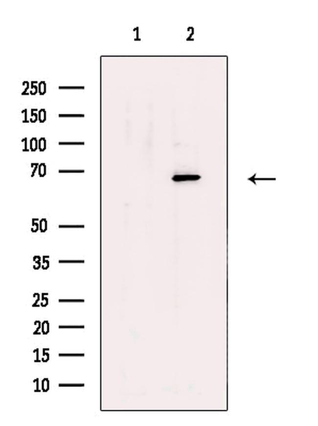 KARS Antibody in Western Blot (WB)