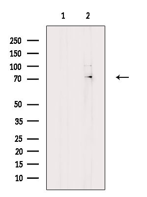 KARS Antibody in Western Blot (WB)