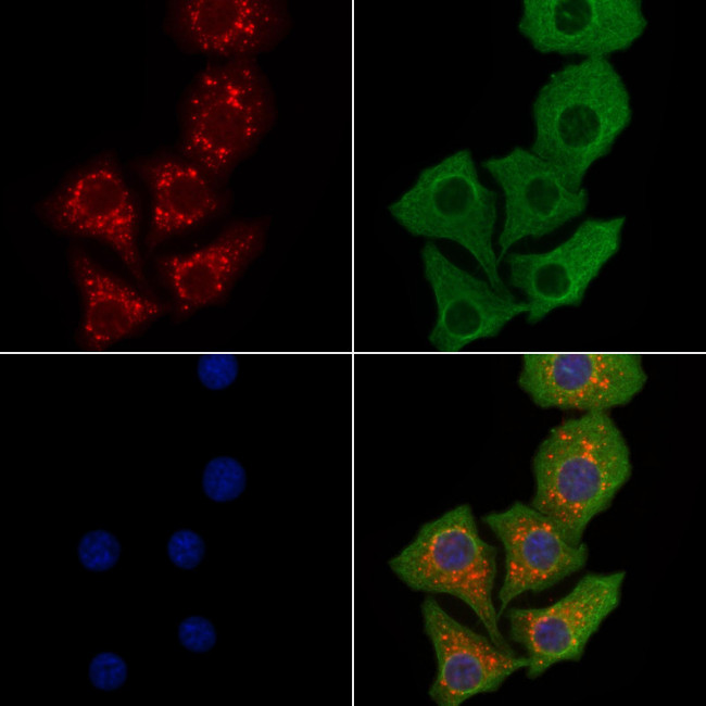 NDUFS6 Antibody in Immunocytochemistry (ICC/IF)