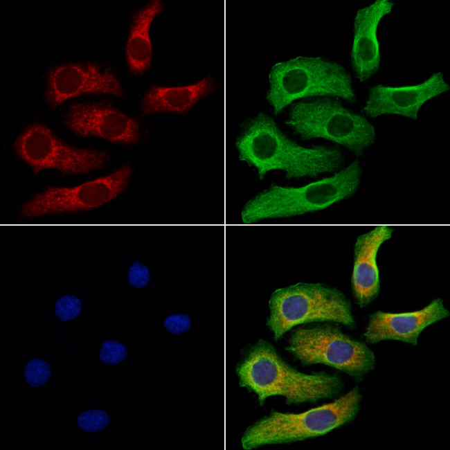 Nesprin 1 Antibody in Immunocytochemistry (ICC/IF)