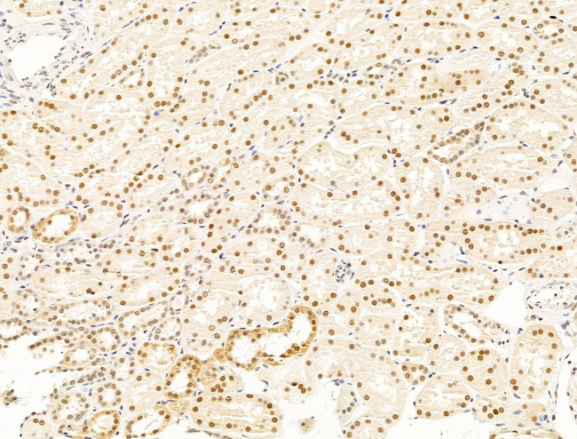 Nesprin 1 Antibody in Immunohistochemistry (Paraffin) (IHC (P))