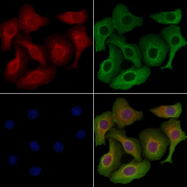 NNAT Antibody in Immunocytochemistry (ICC/IF)