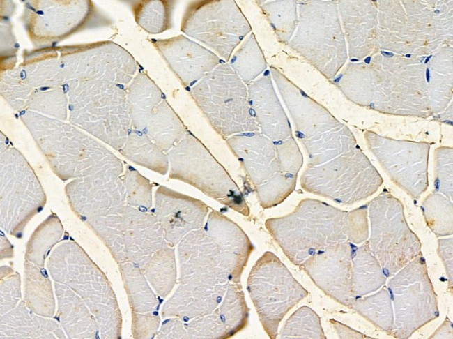 Ninein Antibody in Immunohistochemistry (Paraffin) (IHC (P))