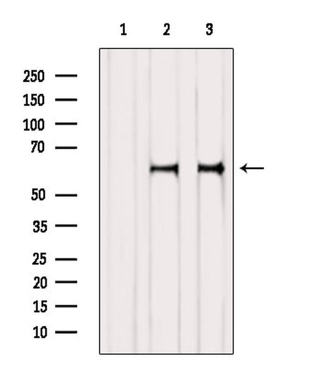 NOR-1 Antibody in Western Blot (WB)