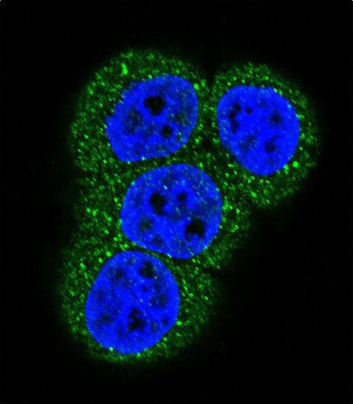 Actin Antibody in Immunocytochemistry (ICC/IF)