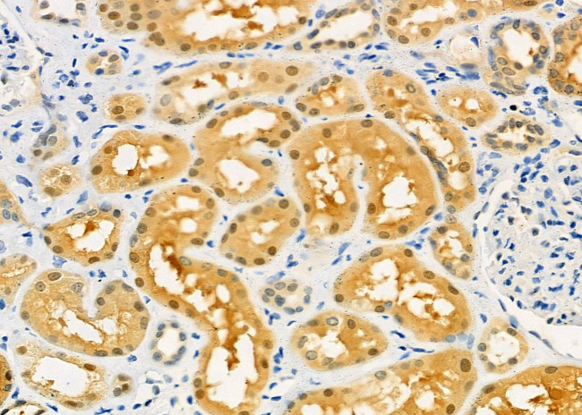 PIWIL4 Antibody in Immunohistochemistry (Paraffin) (IHC (P))