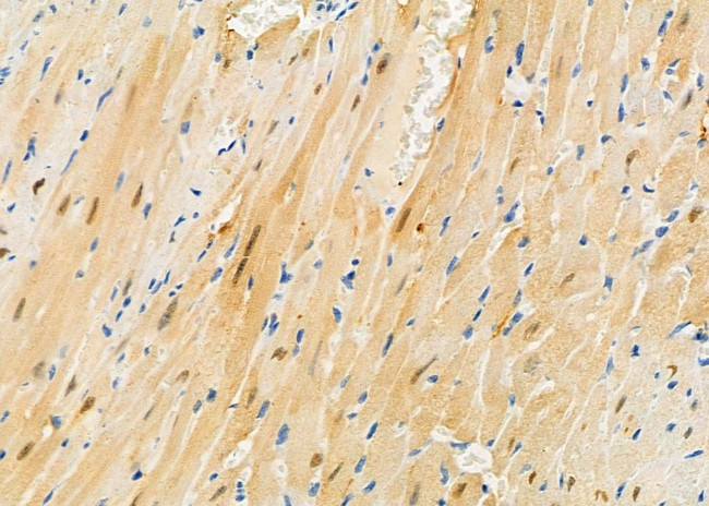 PIWIL4 Antibody in Immunohistochemistry (Paraffin) (IHC (P))