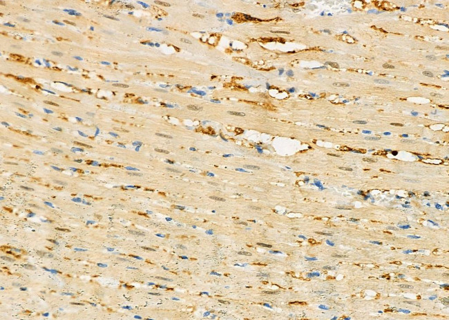 PIWIL4 Antibody in Immunohistochemistry (Paraffin) (IHC (P))