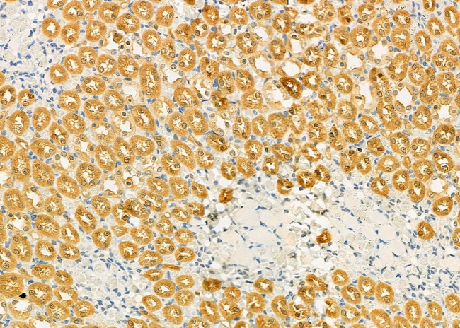 PIWIL4 Antibody in Immunohistochemistry (Paraffin) (IHC (P))