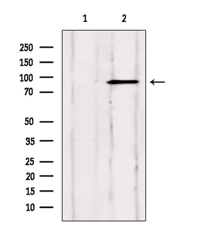 SP1 Antibody in Western Blot (WB)