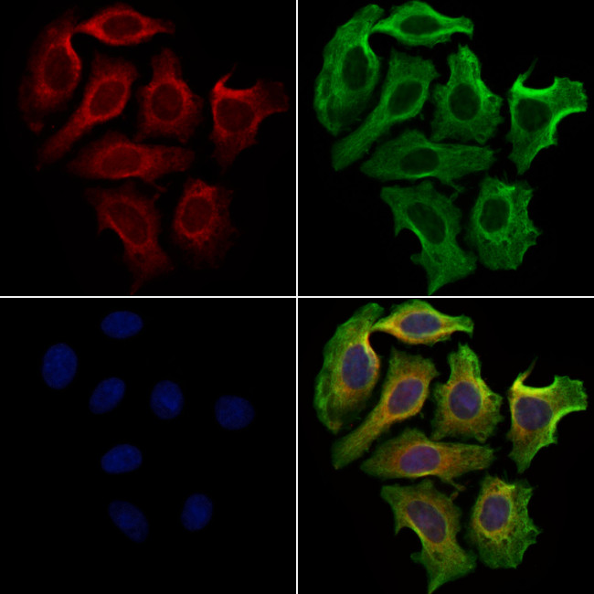 SULF1 Antibody in Immunocytochemistry (ICC/IF)