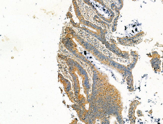 Syntrophin alpha-1 Antibody in Immunohistochemistry (Paraffin) (IHC (P))