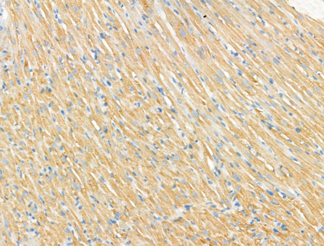 Syntrophin alpha-1 Antibody in Immunohistochemistry (Paraffin) (IHC (P))