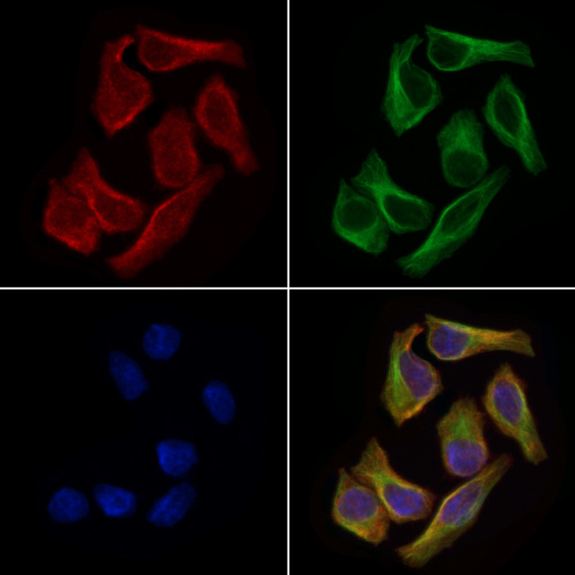 WNT11 Antibody in Immunocytochemistry (ICC/IF)