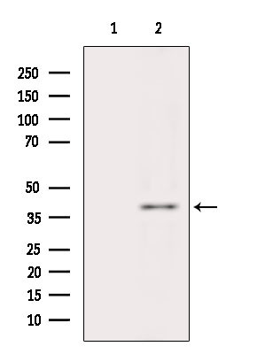 WNT16 Antibody in Western Blot (WB)