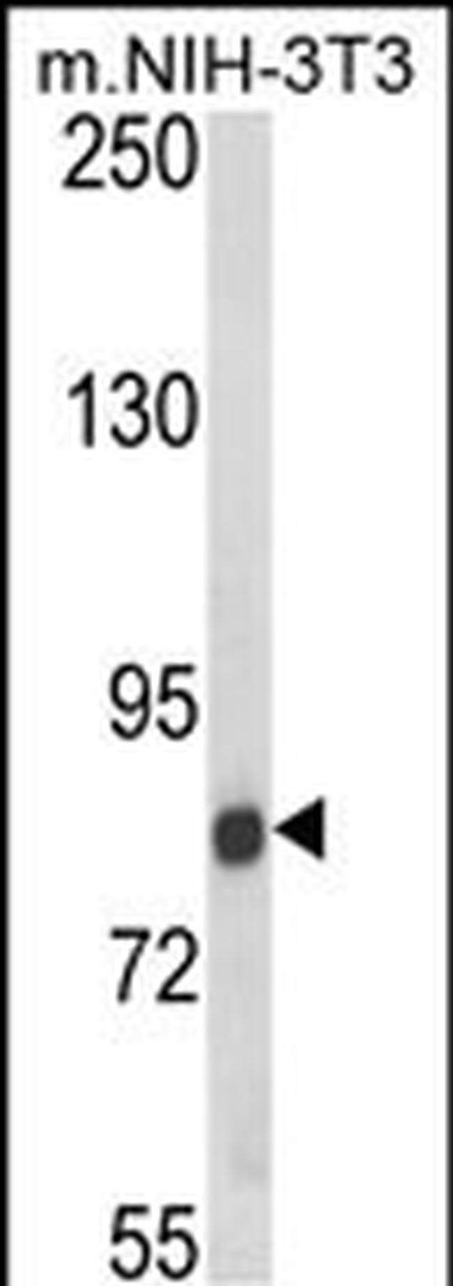 TARSL2 Antibody in Western Blot (WB)