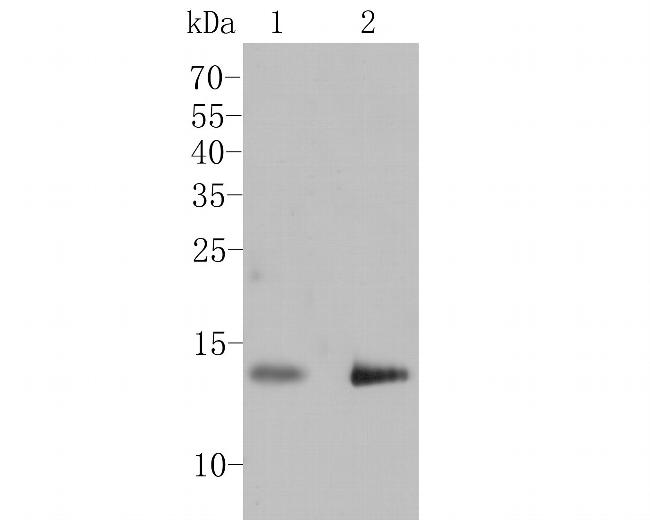 GABARAPL2 Antibody in Western Blot (WB)