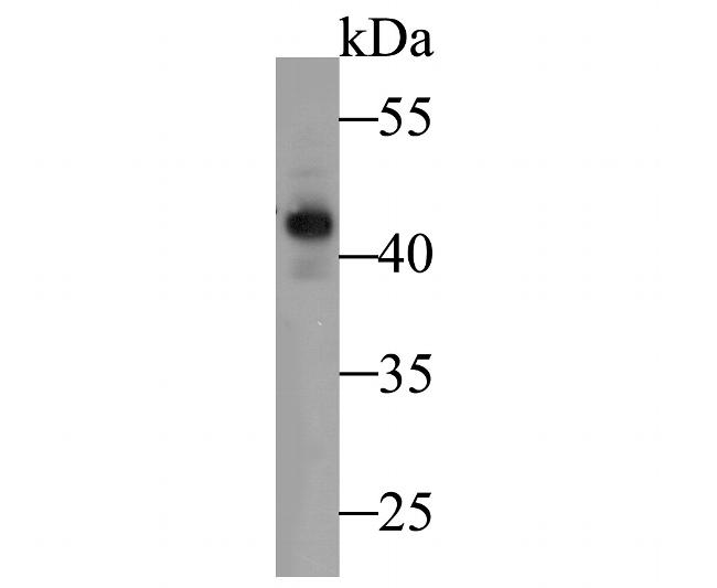 ATG4A Antibody in Western Blot (WB)