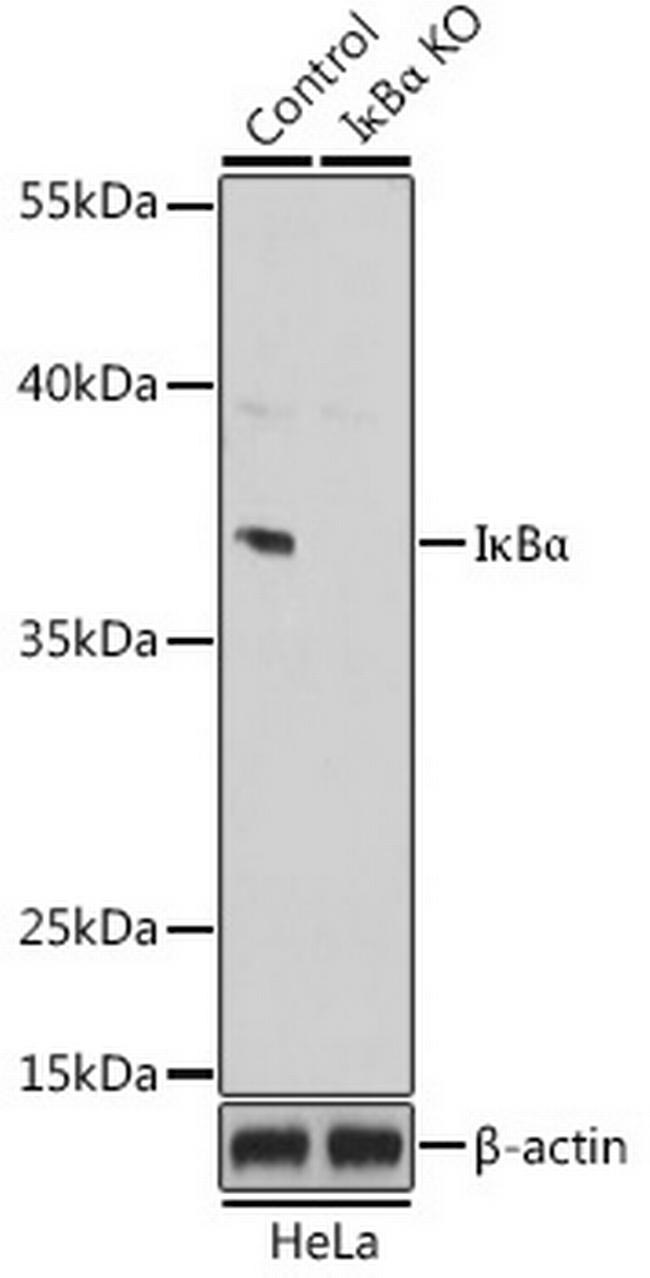 IkB alpha Antibody