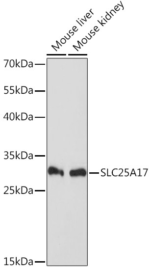 SLC25A17 Antibody in Western Blot (WB)